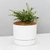 Button Fern - Pot + Plant + Soil 1 Button Fern - Pot + Plant + Soil -Plants in a Box Sales Shop PellaearotundifoliaButtonFernMrKitlyWhite single