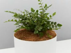Button Fern - Pot + Plant + Soil -Plants in a Box Sales Shop PellaearotundifoliaButtonFernMrKitlyWhite singleDetail
