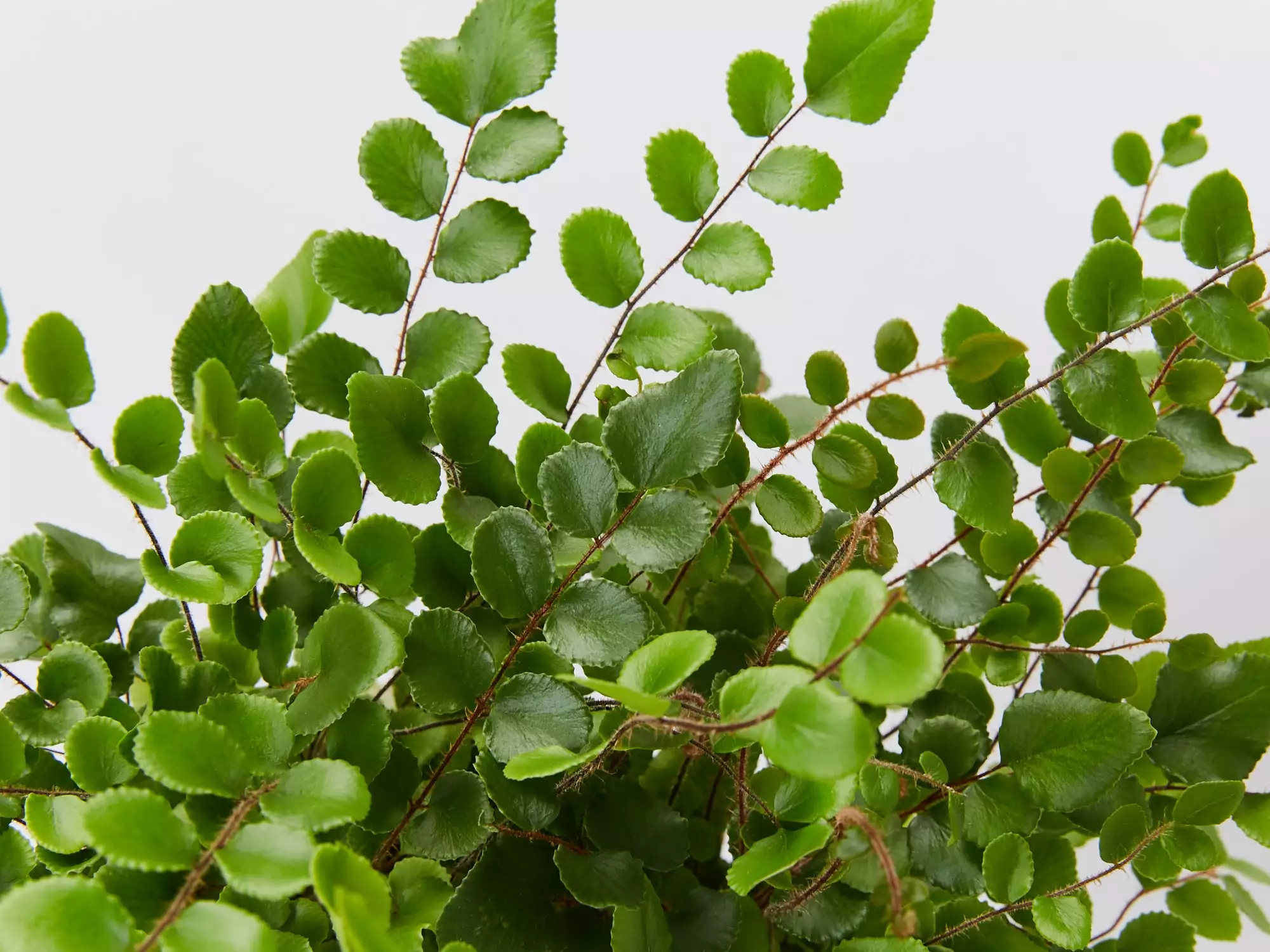 Mixed Fern Box - Large 5 Mixed Fern Box - Large - Image 3