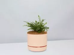 Button Fern - Pot + Plant + Soil -Plants in a Box Sales Shop Pellaearotundifolia ApricotPot