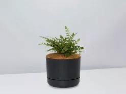 Button Fern - Pot + Plant + Soil -Plants in a Box Sales Shop Pellaearotundifolia BlackPot