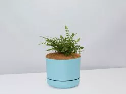 Button Fern - Pot + Plant + Soil -Plants in a Box Sales Shop Pellaearotundifolia BluePot