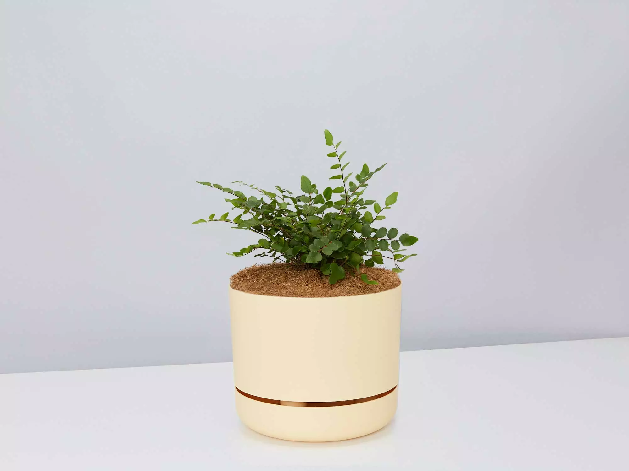 Fern Gift Box - Pot + Plant + Soil 9 Fern Gift Box - Pot + Plant + Soil - Image 7