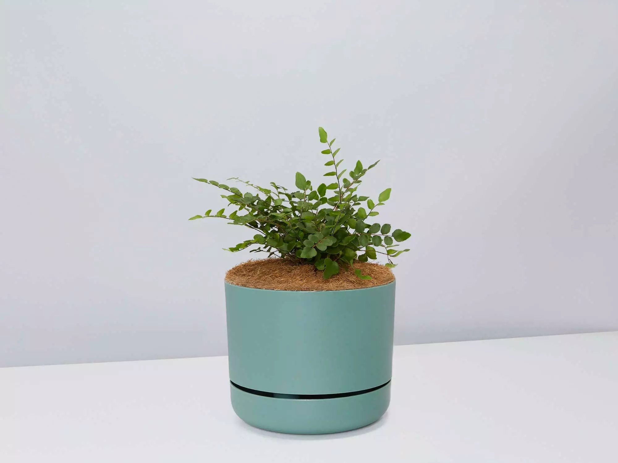 Fern Gift Box - Pot + Plant + Soil 14 Fern Gift Box - Pot + Plant + Soil - Image 12