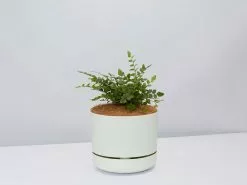 Button Fern - Pot + Plant + Soil -Plants in a Box Sales Shop Pellaearotundifolia FogPot