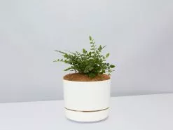 Button Fern - Pot + Plant + Soil -Plants in a Box Sales Shop Pellaearotundifolia LinenPot