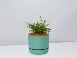 Button Fern - Pot + Plant + Soil -Plants in a Box Sales Shop Pellaearotundifolia MossPot