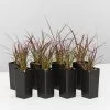 Pennisetum Advena Rubrum Dwarf -Plants in a Box Sales Shop PennisetumAdvenaRubrumDwarf 8plants 5d444e0d 4c2e 4424 bb0d 362c0c622937