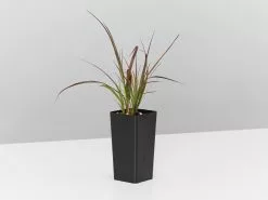 Pennisetum Advena Rubrum Dwarf -Plants in a Box Sales Shop PennisetumAdvenaRubrumDwarf single b1ea7448 db5a 4d2f a6ac 75e6a809d885