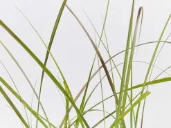 Pennisetum Advena Rubrum Dwarf -Plants in a Box Sales Shop PennisetumRubraDwarf detail 652300cd 5e43 4dc0 897b 6074716bd7fe