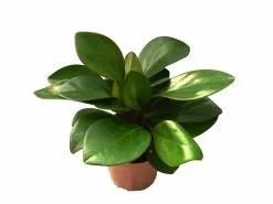 Peperomia Scandens -Plants in a Box Sales Shop Pep. Scanden 2 850f74a1 e83a 43b9 bb2c 5fde1e1a8a9d