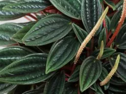 Peperomia Caperata Rosso -Plants in a Box Sales Shop Peperomia caperata Rosso 3 489bcaa2 cae7 4a39 9226 6cf806620950