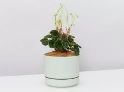 White Sticks Plant - Pot + Plant + Soil -Plants in a Box Sales Shop PeperomiaCaperataLilianLargeGreenPot single