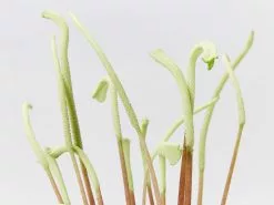 Peperomia Caperata Lilian -Plants in a Box Sales Shop PeperomiaCaperataLilian detail 2 c7e71a27 ff74 40b4 9ae2 3889ac864682