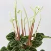 Peperomia Caperata Lilian -Plants in a Box Sales Shop PeperomiaCaperataLilian detail 3 b5803e5d 5000 4db3 b6ff b0357ad54965