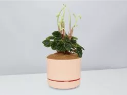 White Sticks Plant - Pot + Plant + Soil -Plants in a Box Sales Shop PeperomiaCaperata ApricotPot