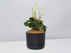 White Sticks Plant - Pot + Plant + Soil -Plants in a Box Sales Shop PeperomiaCaperata BlackPot