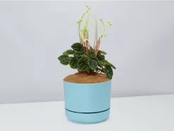White Sticks Plant - Pot + Plant + Soil -Plants in a Box Sales Shop PeperomiaCaperata BluePot