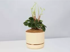 White Sticks Plant - Pot + Plant + Soil -Plants in a Box Sales Shop PeperomiaCaperata BuffPot