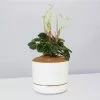 White Sticks Plant - Pot + Plant + Soil -Plants in a Box Sales Shop PeperomiaCaperata LinenPot