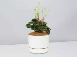 White Sticks Plant - Pot + Plant + Soil