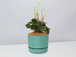 White Sticks Plant - Pot + Plant + Soil -Plants in a Box Sales Shop PeperomiaCaperata MossPot