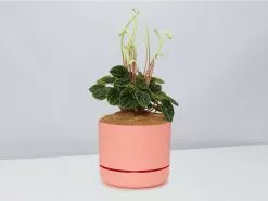 White Sticks Plant - Pot + Plant + Soil -Plants in a Box Sales Shop PeperomiaCaperata PersimmonPot