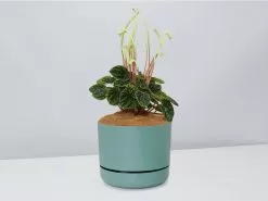 White Sticks Plant - Pot + Plant + Soil -Plants in a Box Sales Shop PeperomiaCaperata cbGreenPot