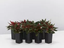 Peperomia Caperata Rosso