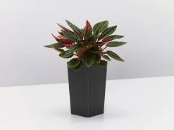 Peperomia Caperata Rosso -Plants in a Box Sales Shop PeperomiaCapevetaRosso single 67c5bbfd c94c 4bd2 a7f7 7aedbed24212