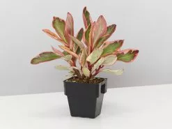 All About Peperomia Pack - Large -Plants in a Box Sales Shop PeperomiaClusifoliaJellie85mm single