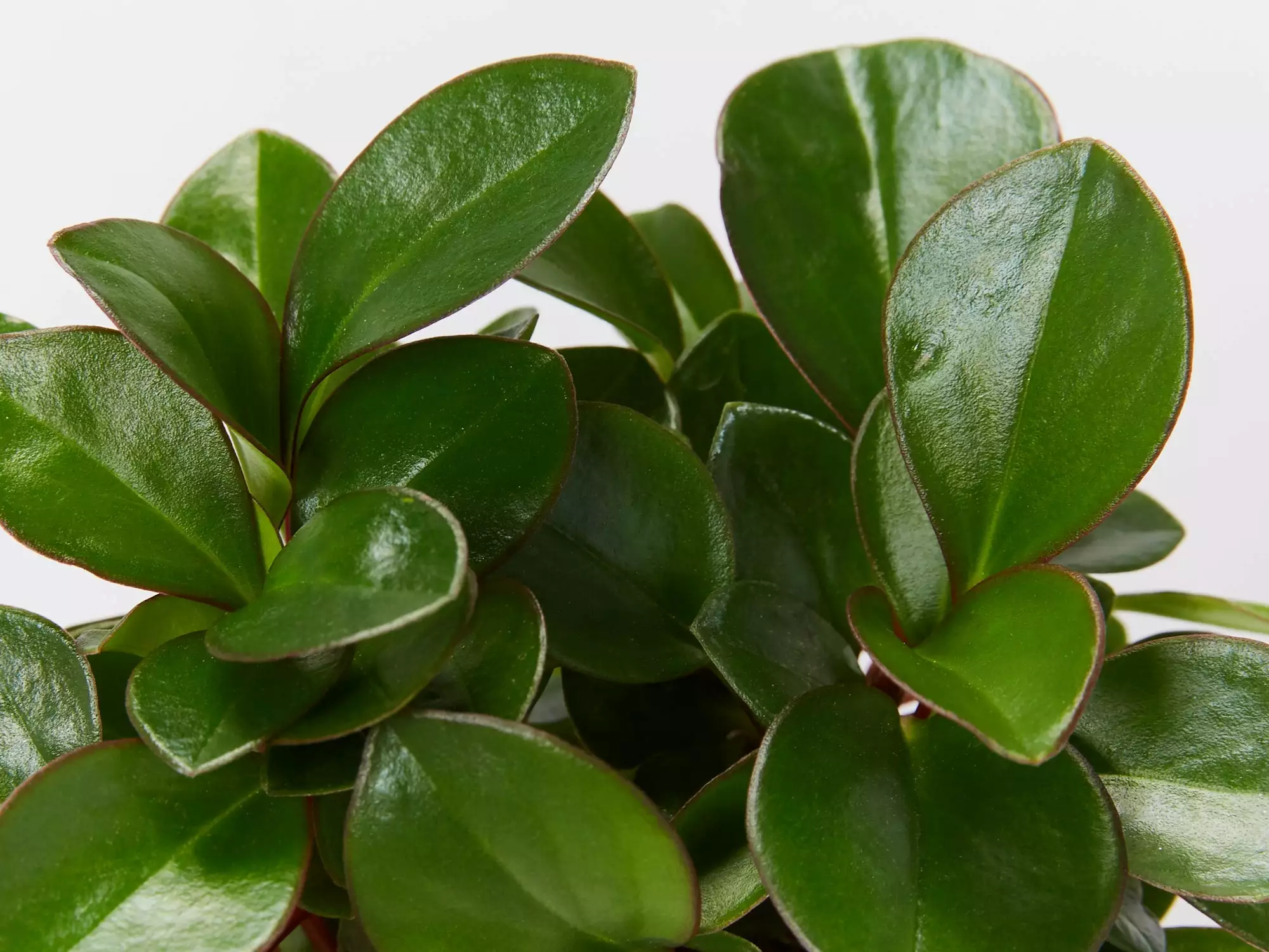 Peperomia Clusiifolia Emerald - 85mm 3 Peperomia Clusiifolia Emerald - 85mm