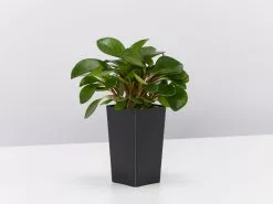Peperomia Clusiifolia Emerald -Plants in a Box Sales Shop PeperomiaClusiifoliaEmerald single d00387bc be89 43ea b50e 174edee83bc6