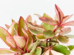 The Pet Friendly Gift Box - Pot + Plant + Soil -Plants in a Box Sales Shop PeperomiaJelly detail 7e96a9df a108 40b2 bb4e cc3ec7080ccc