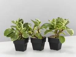 Peperomia Obtusifolia Albo-marginata -Plants in a Box Sales Shop PeperomiaObtusifoliaAlboMarginata 3plants c2345781 ff96 4d61 842c e01854dde68b