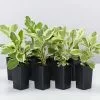 Peperomia Obtusifolia Albo-marginata 1 Peperomia Obtusifolia Albo-marginata -Plants in a Box Sales Shop PeperomiaObtusifoliaAlboMarginata 8plants d2767e4c 5d35 4ee0 82ee 2c1653ab623a