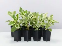 Peperomia Obtusifolia Albo-marginata