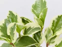 Peperomia Obtusifolia Albo-marginata -Plants in a Box Sales Shop PeperomiaObtusifoliaAlboMarginata detail 8ee90318 3825 4cee a0d9 ea5855010126