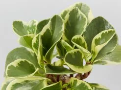 All About Peperomia Pack 15 All About Peperomia Pack -Plants in a Box Sales Shop PeperomiaObtusifoliaAlboMarginata detailcopy