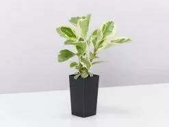 Back-To-School Classroom Box - Indoor Plants -Plants in a Box Sales Shop PeperomiaObtusifoliaAlboMarginata single 1080x a564a4e6 71ef 4b3f 89f6 b5bbe0f4a6af