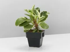 Peperomia Obtusifolia Albo-marginata -Plants in a Box Sales Shop PeperomiaObtusifoliaAlboMarginata single 515178e3 e808 4104 af80 88d3ffe2b0ba