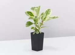 Child Friendly Non-Toxic Houseplant Box -Plants in a Box Sales Shop PeperomiaObtusifoliaAlboMarginata single 618x458 crop center.progressive a3e98457 42f4 4d95 aa64 2d7766e682ba