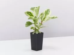 All About Peperomia Pack 14 All About Peperomia Pack -Plants in a Box Sales Shop PeperomiaObtusifoliaAlboMarginata single 6b484d9c 178b 4b88 934b 584e87f79e06