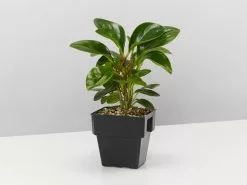 All About Peperomia Pack - Large -Plants in a Box Sales Shop PeperomiaObtusifoliaJade85mm single 52eebc93 5b70 41eb ad39 0d84e783fef2
