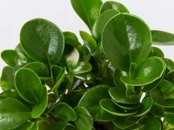 All About Peperomia Pack 13 All About Peperomia Pack -Plants in a Box Sales Shop PeperomiaObtusifoliaJade detail 56137902 3dda 4860 8c5a 18cfb53f6736