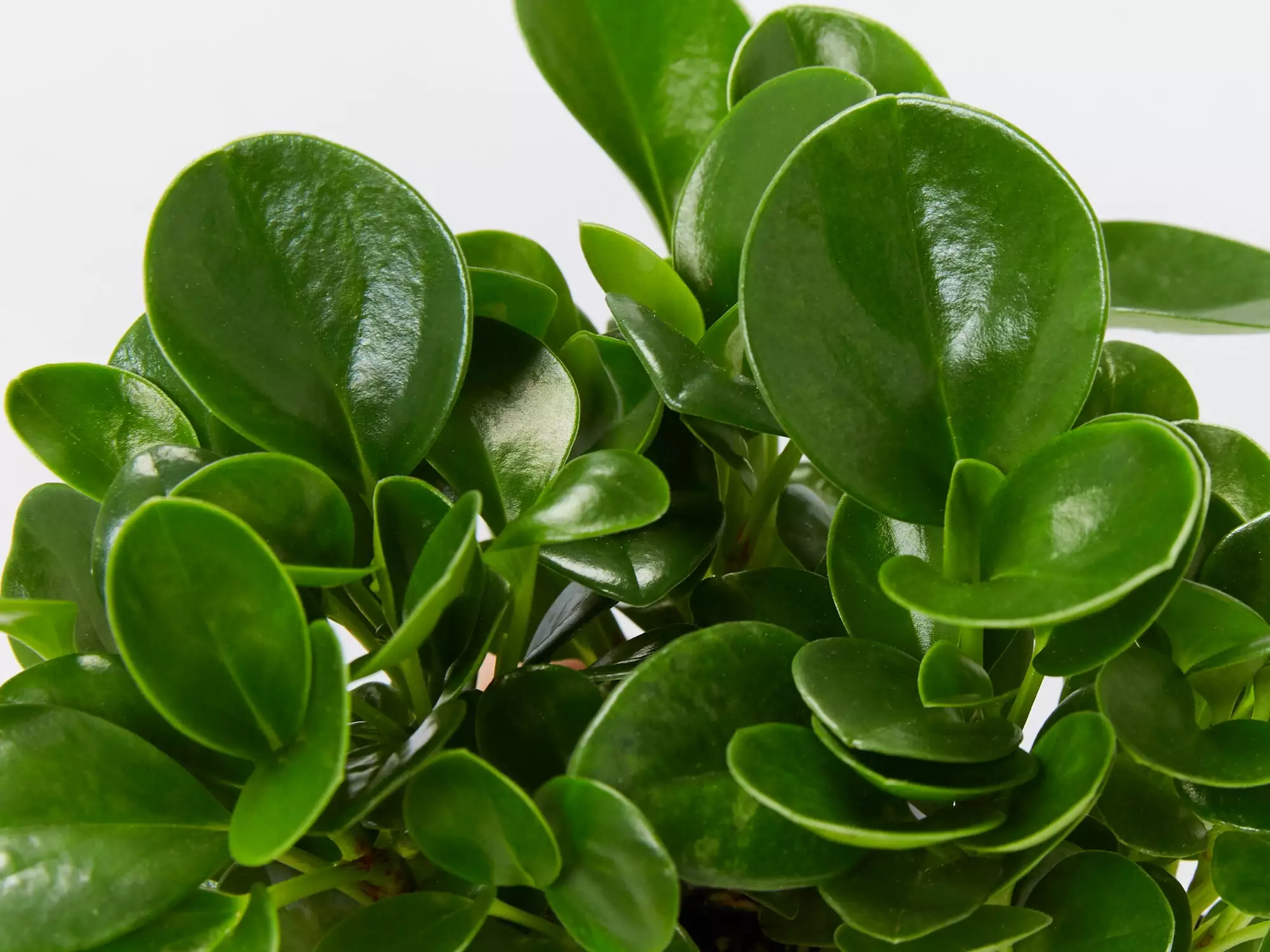 All About Peperomia Pack 5 All About Peperomia Pack - Image 3