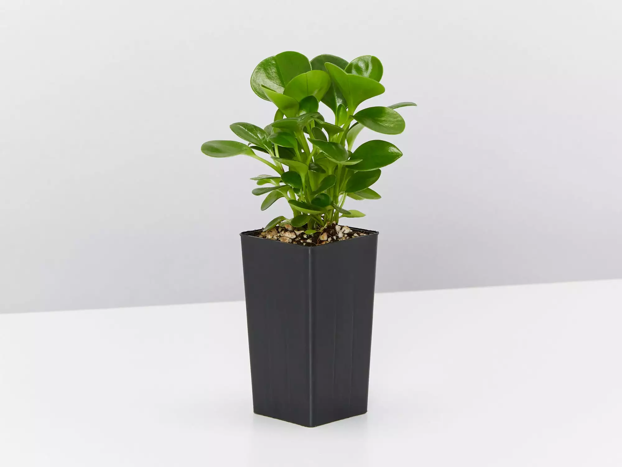 All About Peperomia Pack 4 All About Peperomia Pack - Image 2