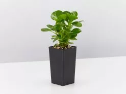 Peperomia Jade -Plants in a Box Sales Shop PeperomiaObtusifoliaJade single 9bc2d141 39e5 41cb 8917 aedfdb64f54d