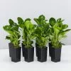 Peperomia Obtusifolia Lime -Plants in a Box Sales Shop PeperomiaObtusifoliaLime 8 plants df45604e ad80 4db9 ac9b 7df5d956226d