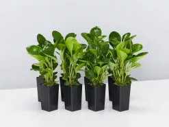 Peperomia Obtusifolia Lime